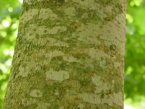 Big-leaf magnolia bark
